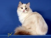 Torbie_Point.webp