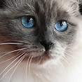 Blue Point Ragdoll