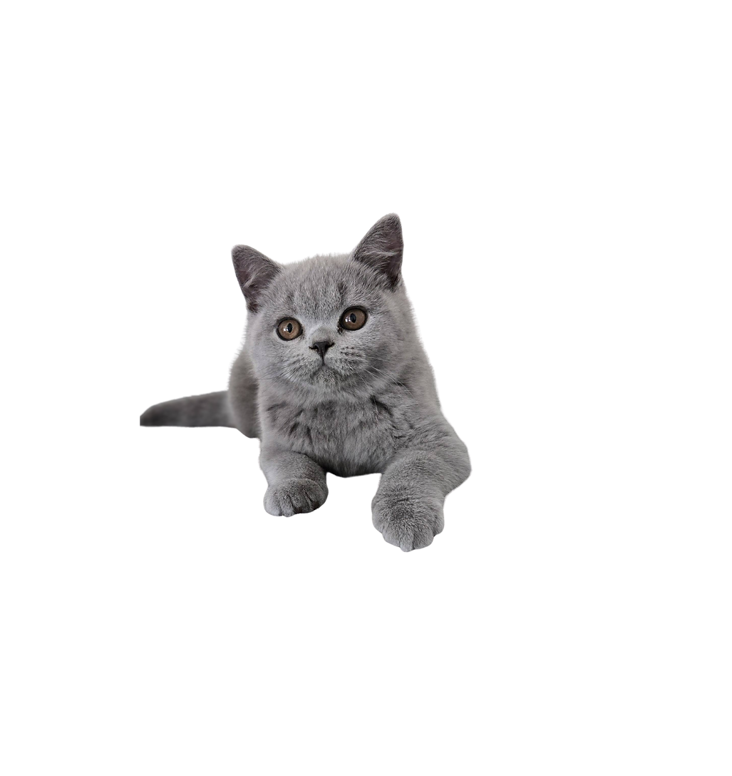 British shorthaor kitten