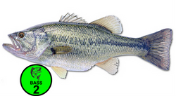Largemouth Bass