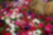 Petunias