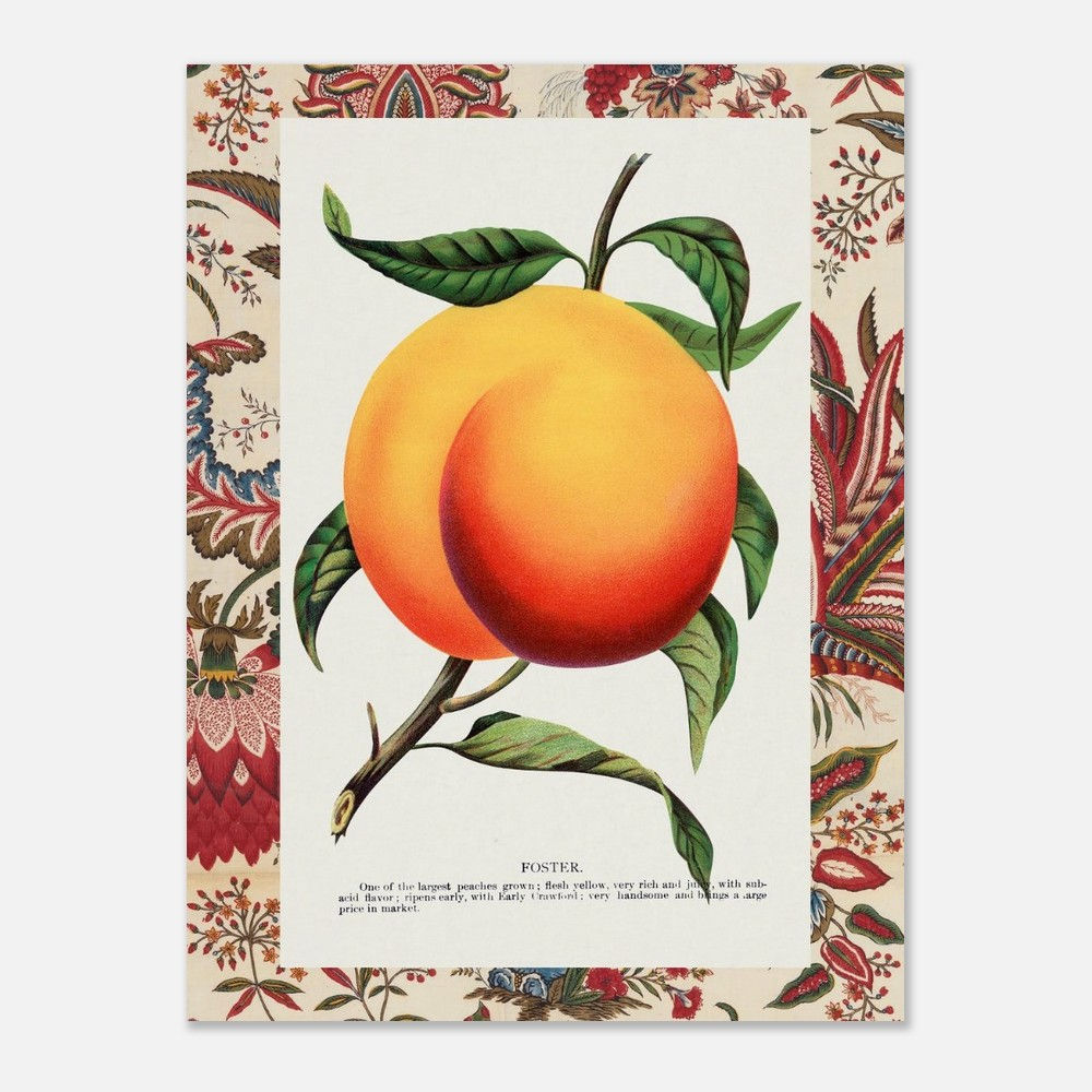 Peach Botanical Art Print Vintage
