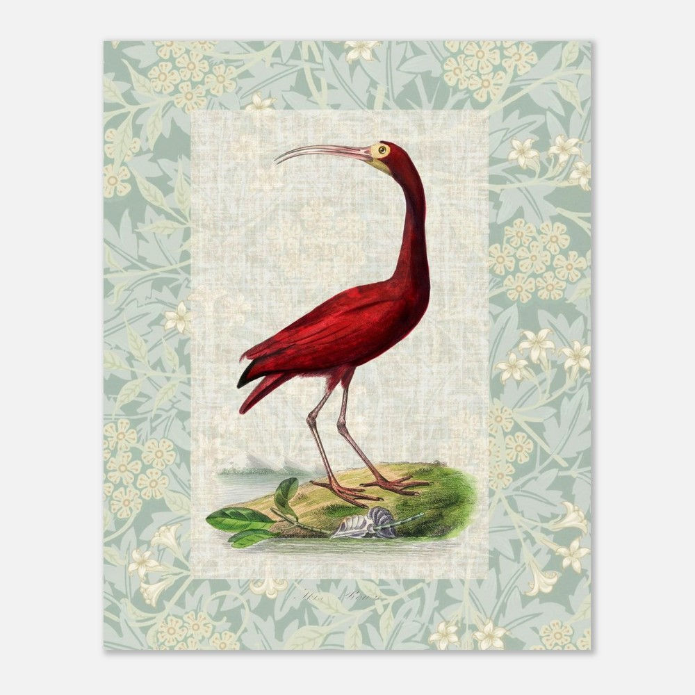 Gervais Ibis bird wall art