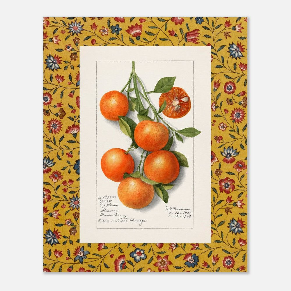 Vintage Botanical Fruit Prints – Curated Collection with Decorative Mat