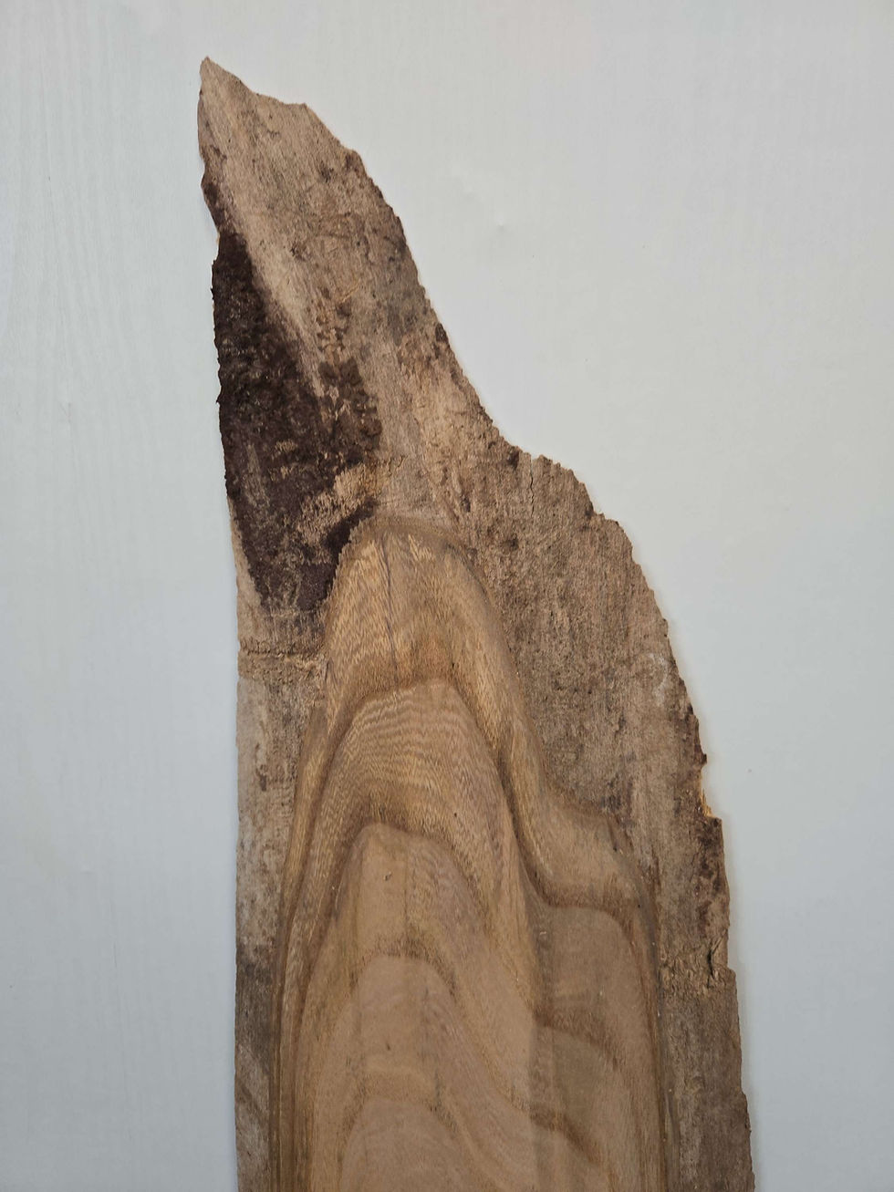 Natural edge Elm offcut