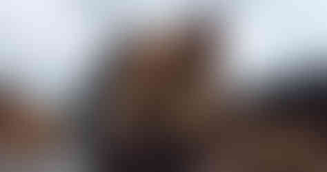 Scottish sourced Logs