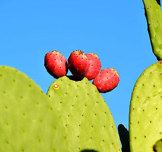 Nopal cactus with nourishing and hydrating properties.