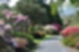 Pukeiti gardens 2.jpg