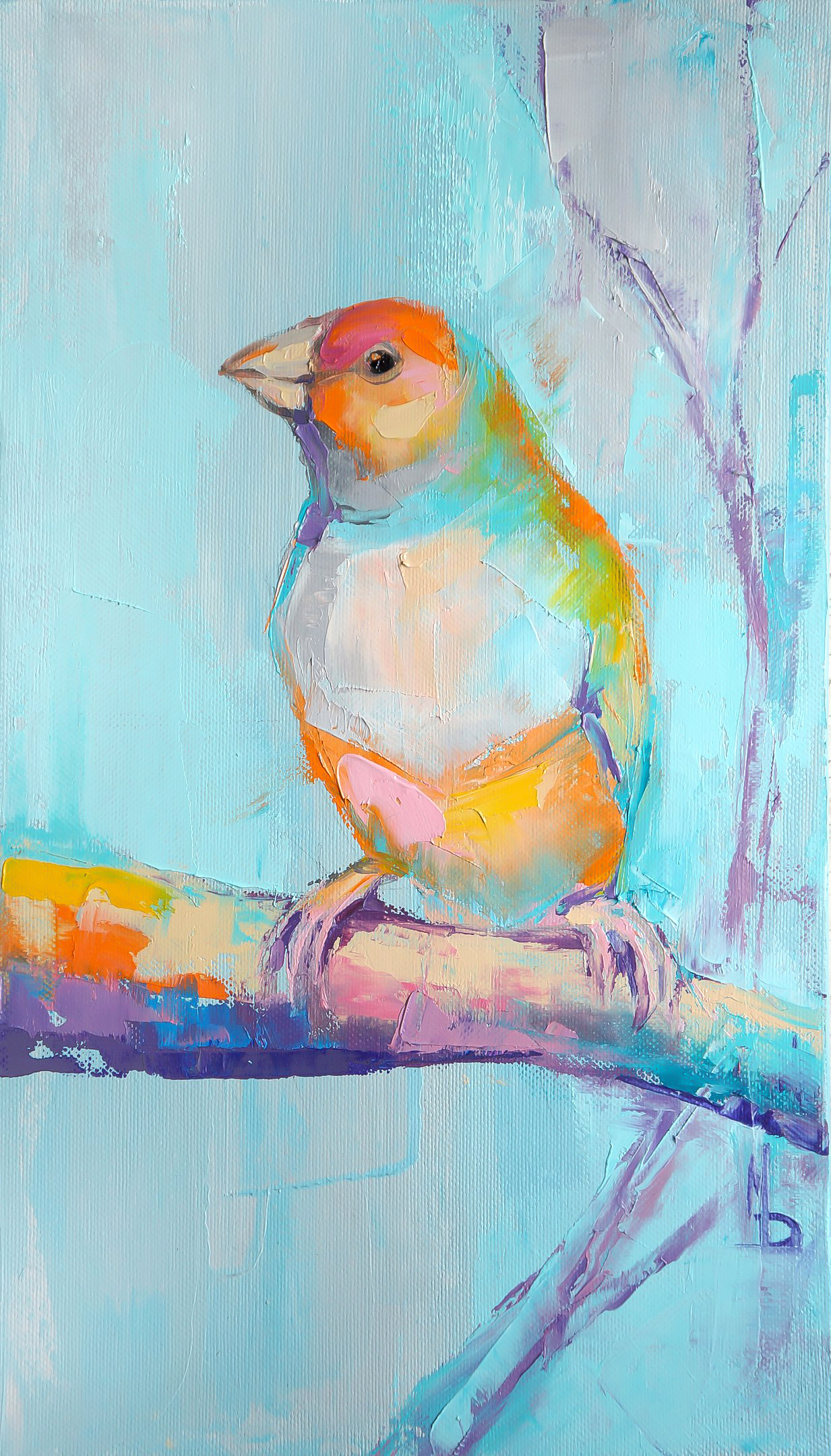 Амадин голубой / blue finch