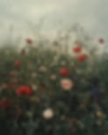 IMG_8751 2.JPG