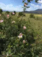 ellinbys honey