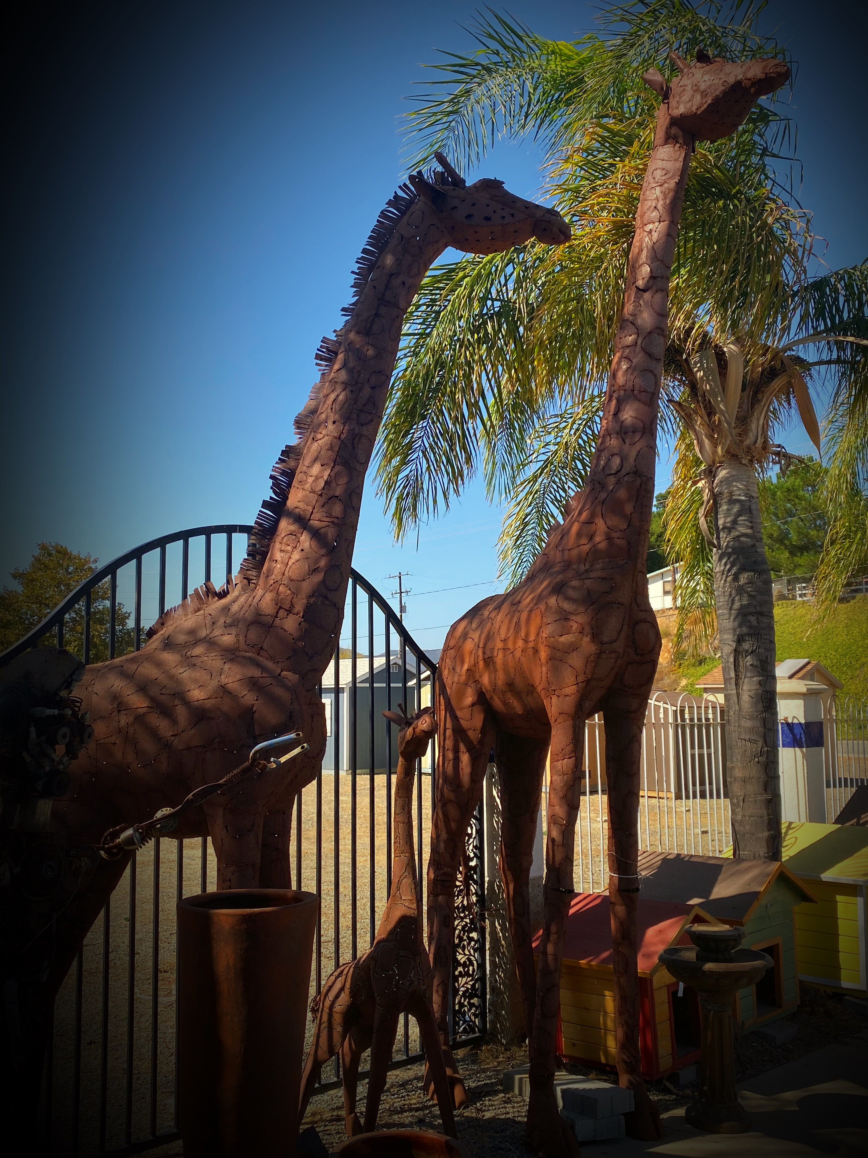 Giraffe