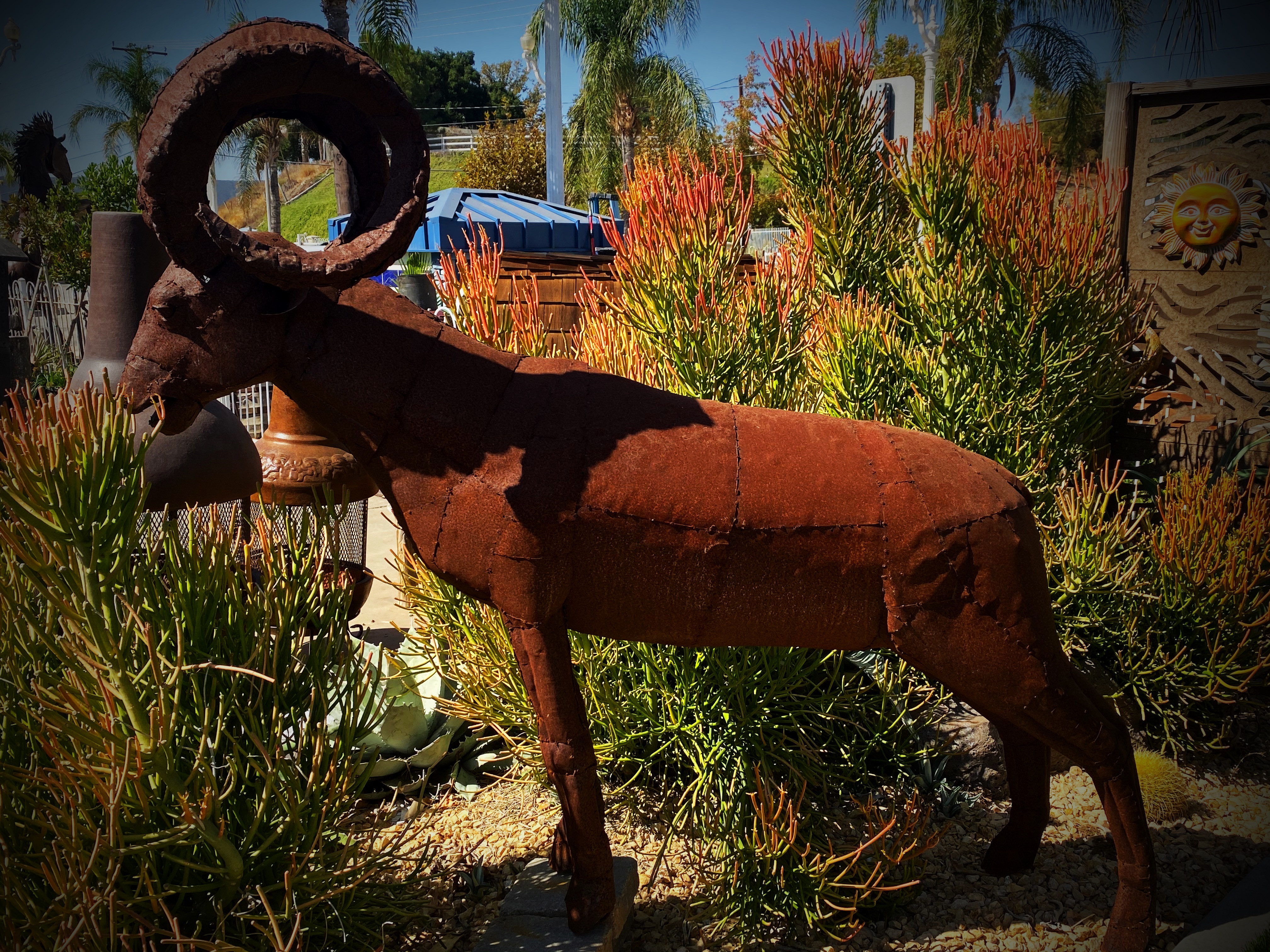 Bighorn