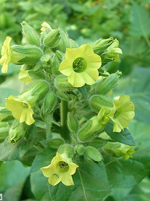 nicotiana-rustica=wild-tobacco.jpeg