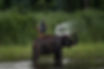 Explore with Santa, Chitwan’s top wildlife expert, for deep insights and unforgettable safari moments