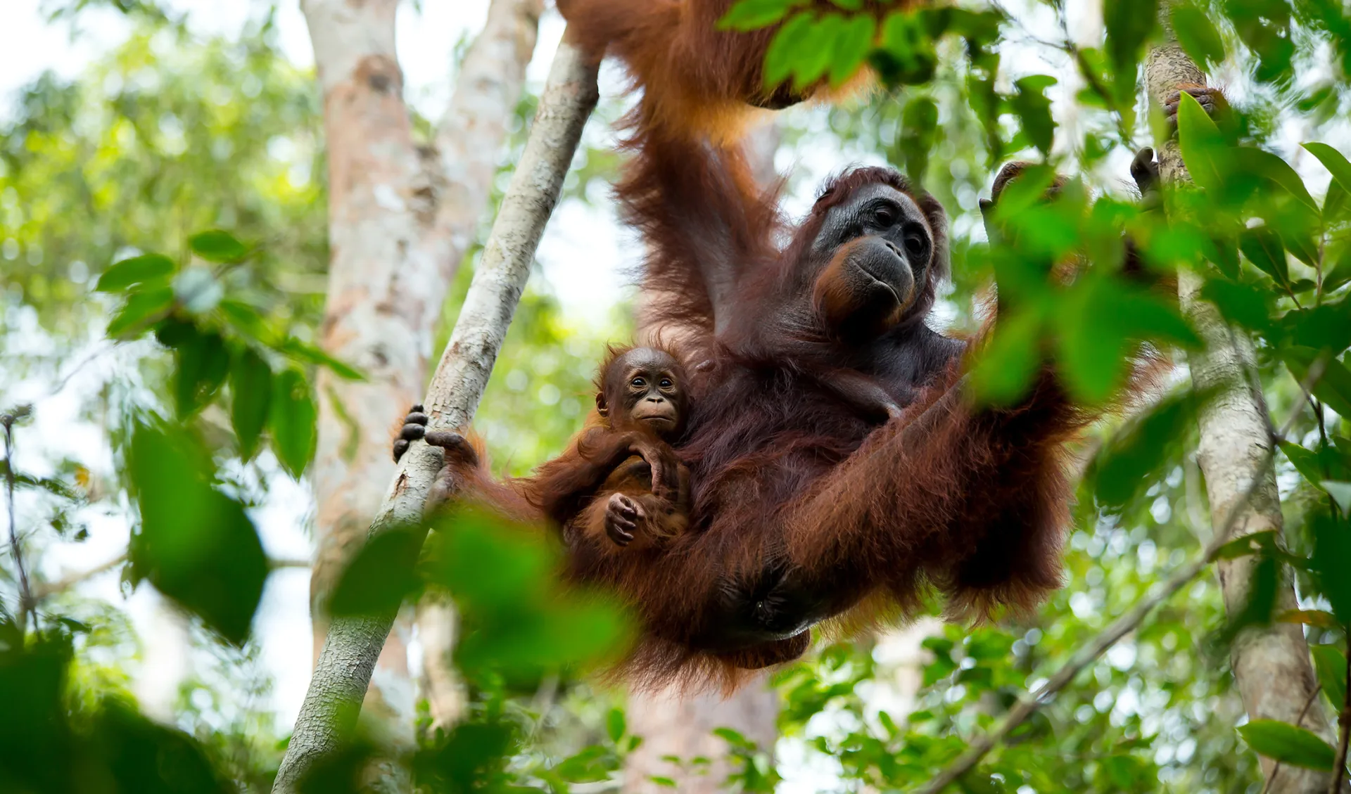 orangoutan borneo malaysia