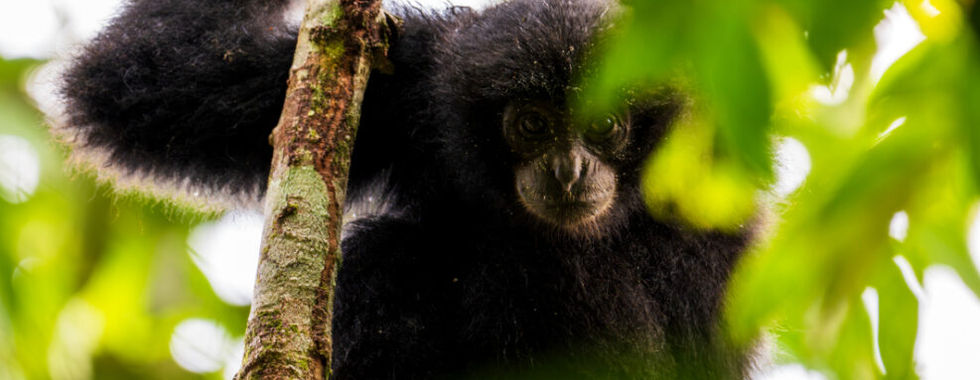 monkey on a branch