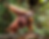 Jungle trekking, wild orangutans, hidden waterfalls, and lush rainforest.