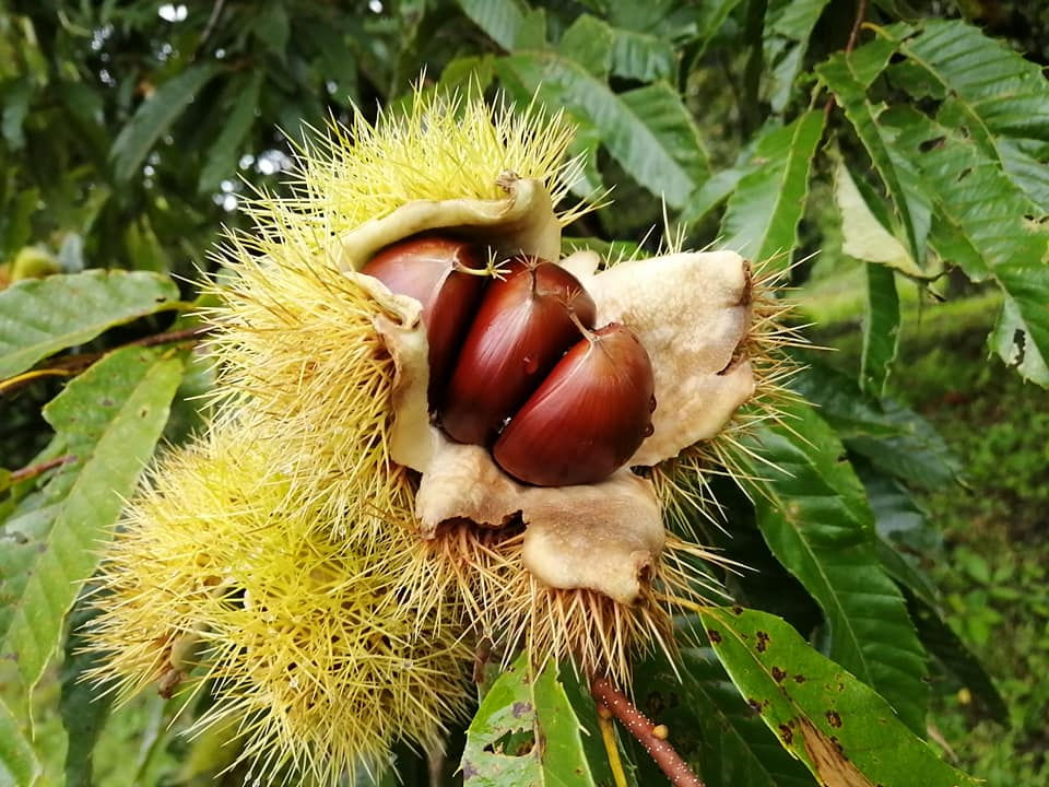 ree