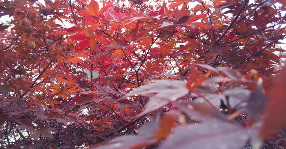 22885934_897357847086376_4023478224399859315_n_edited