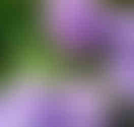 68785497_1366350956853727_46778092604473