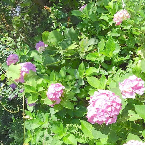 64583686_1314608295361327_83252570133406