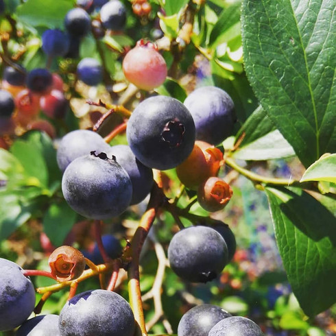 37946314_1072658116223014_65297609203887