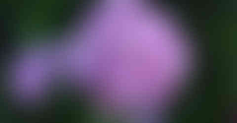 64351869_1314609288694561_70443581405816