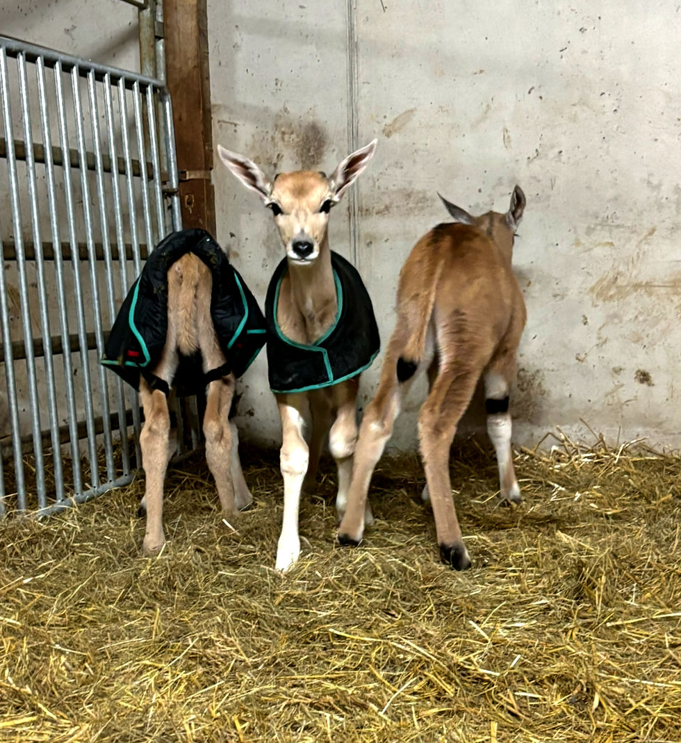 Anton, Bobo und Carlo