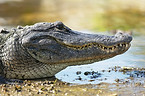 Crocodile