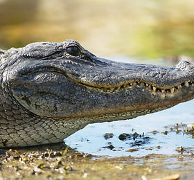 クロコダイル