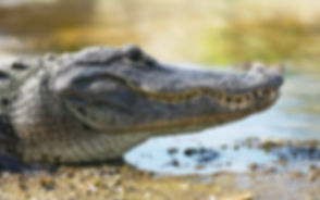 Crocodile