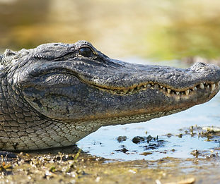 Alligator Close-Up