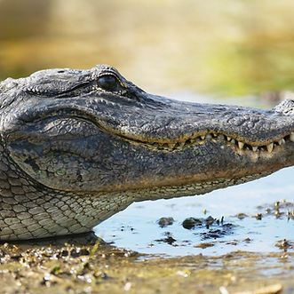 Crocodile
