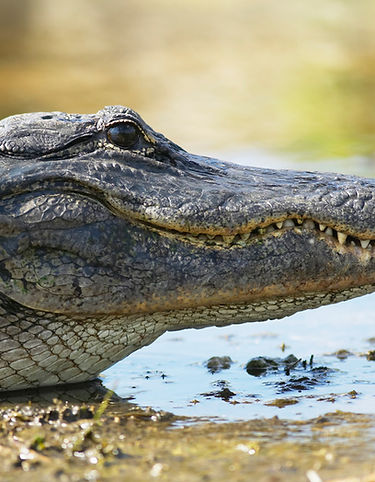 Crocodile