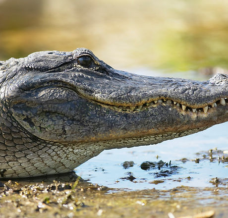 Crocodile