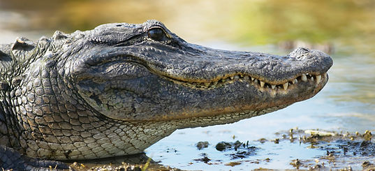 Gros plan sur l'alligator