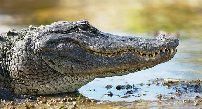 Alligator Close-Up
