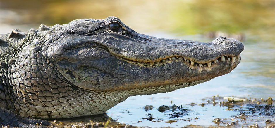 Crocodile