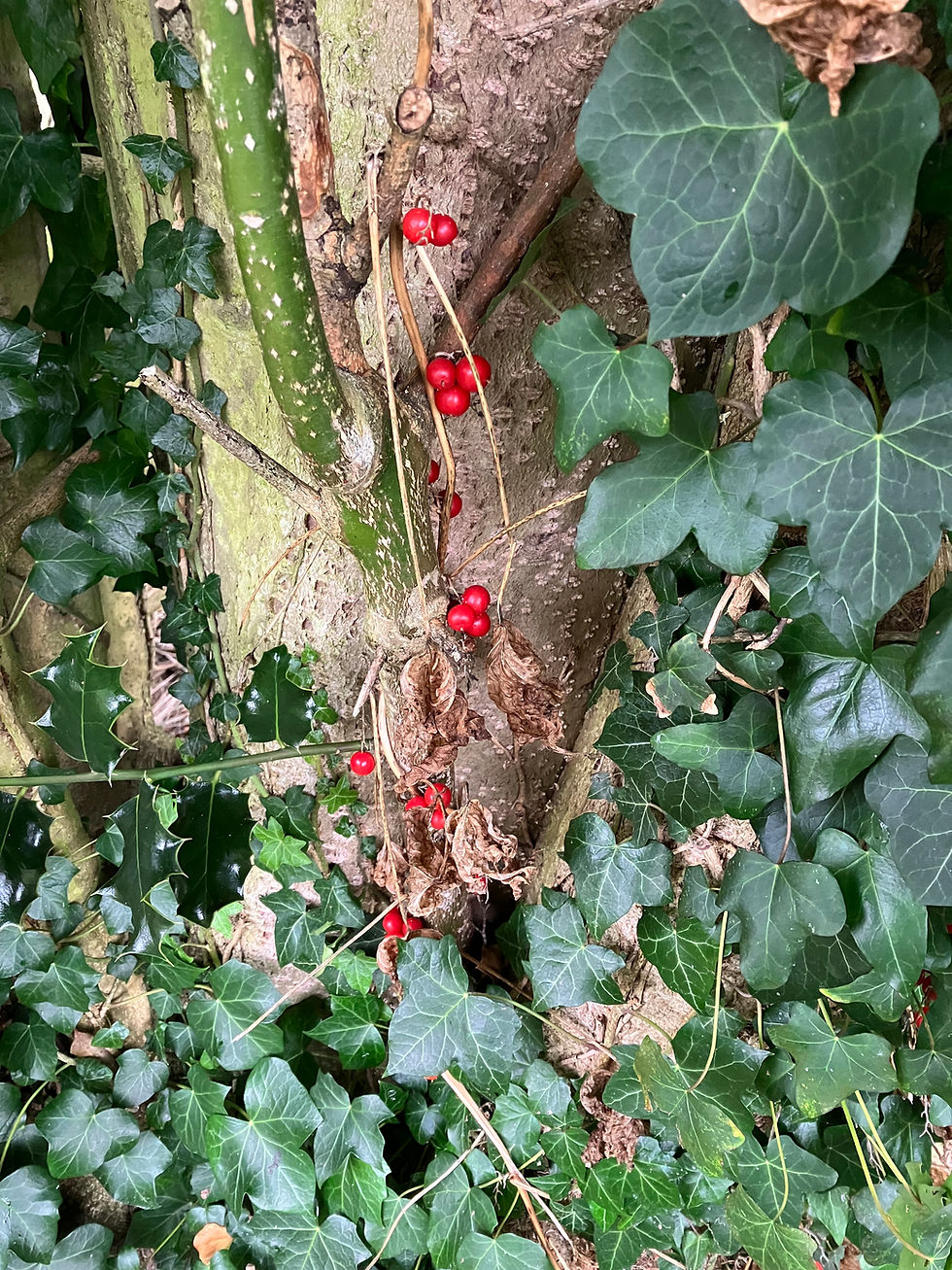 Bryony berries