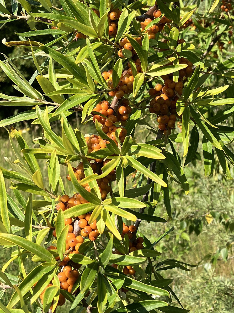 Sea Buckthorn berries