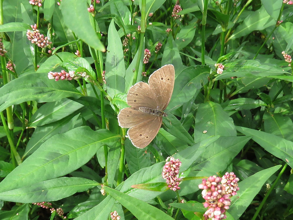 Ringlet
