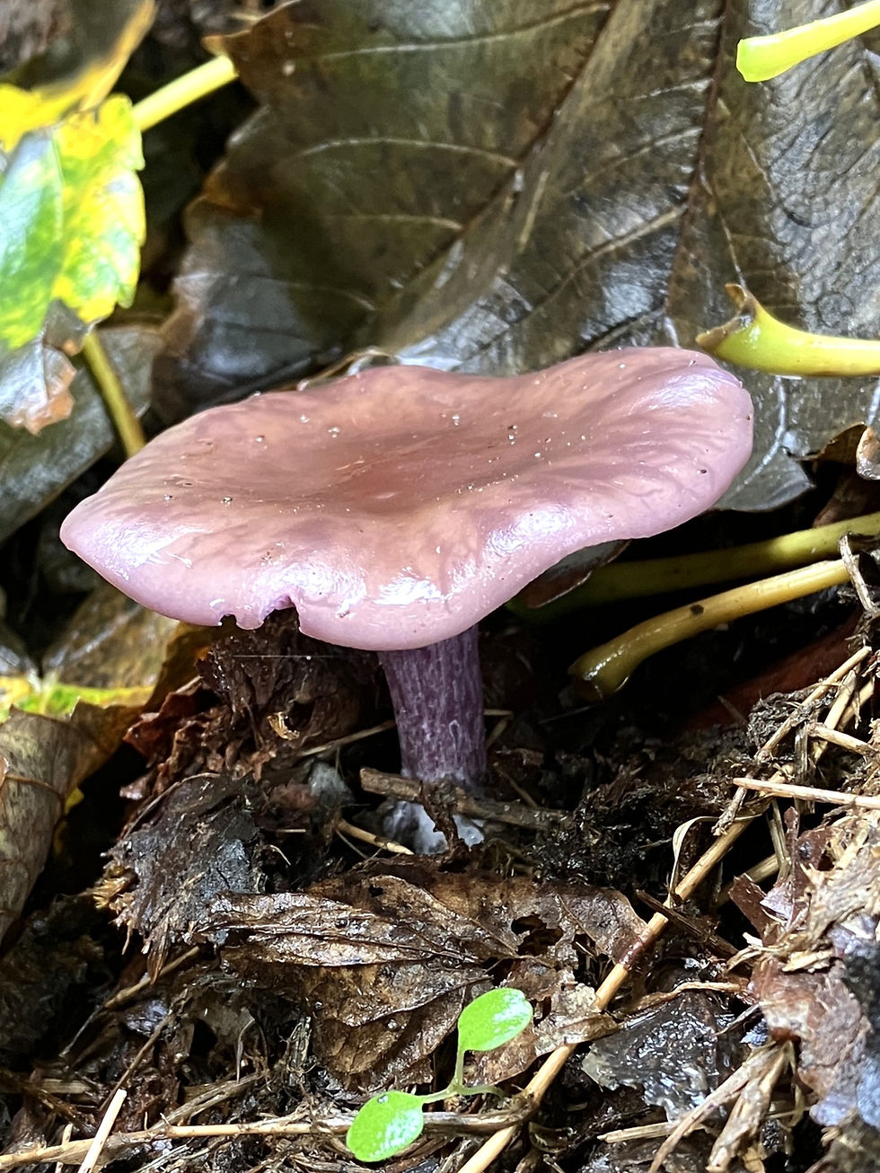 Wood Blewit