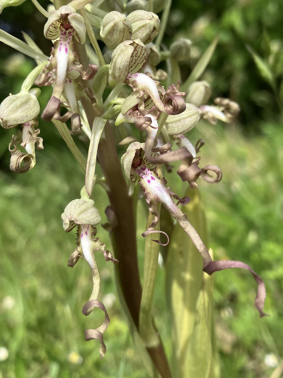 Lizard Orchid