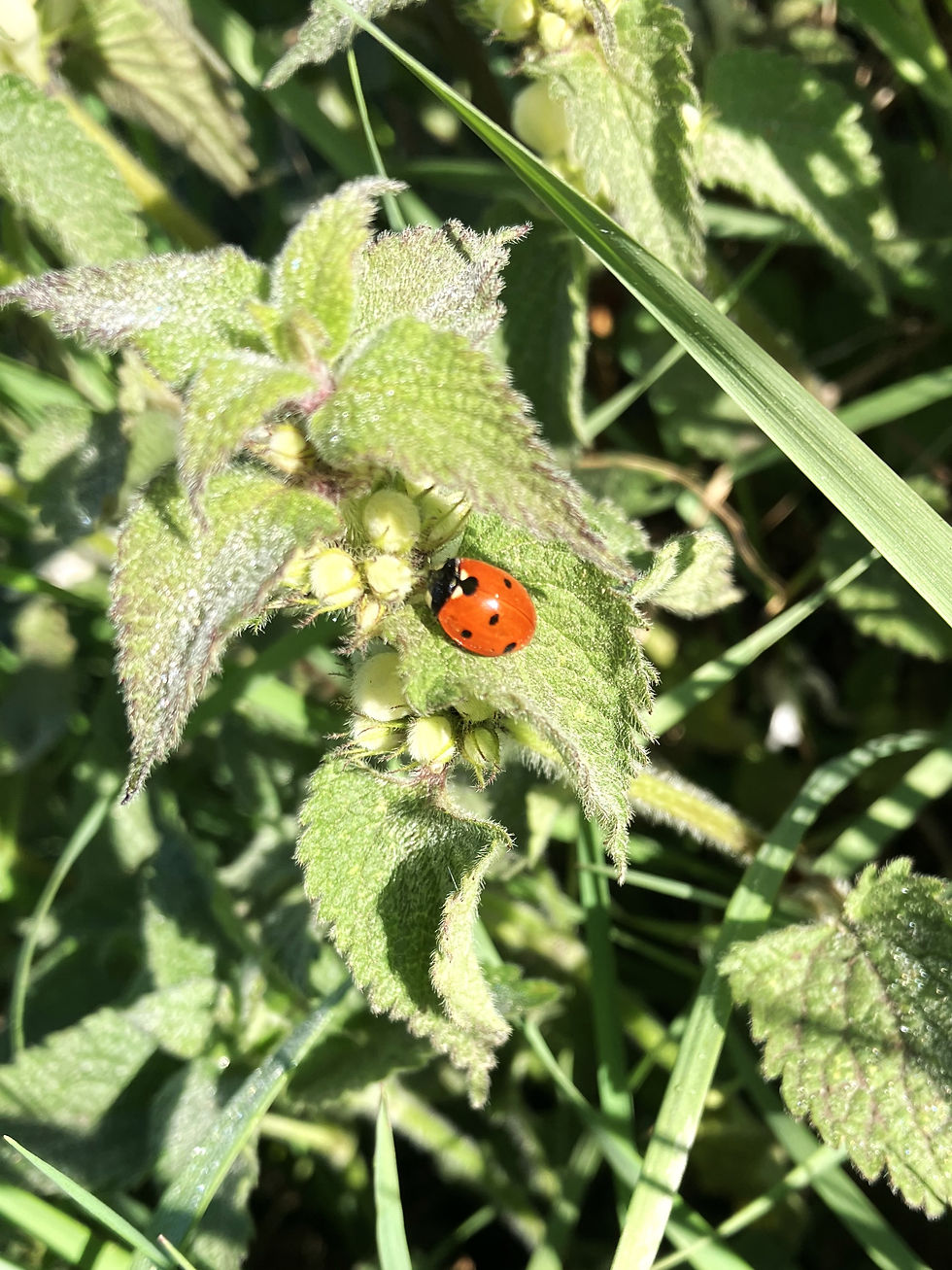 7-Spot Ladybird