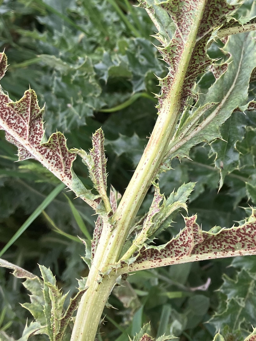 Creeping Thistle Rust