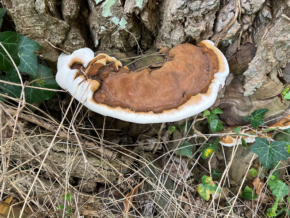Southern Bracket Fungus
