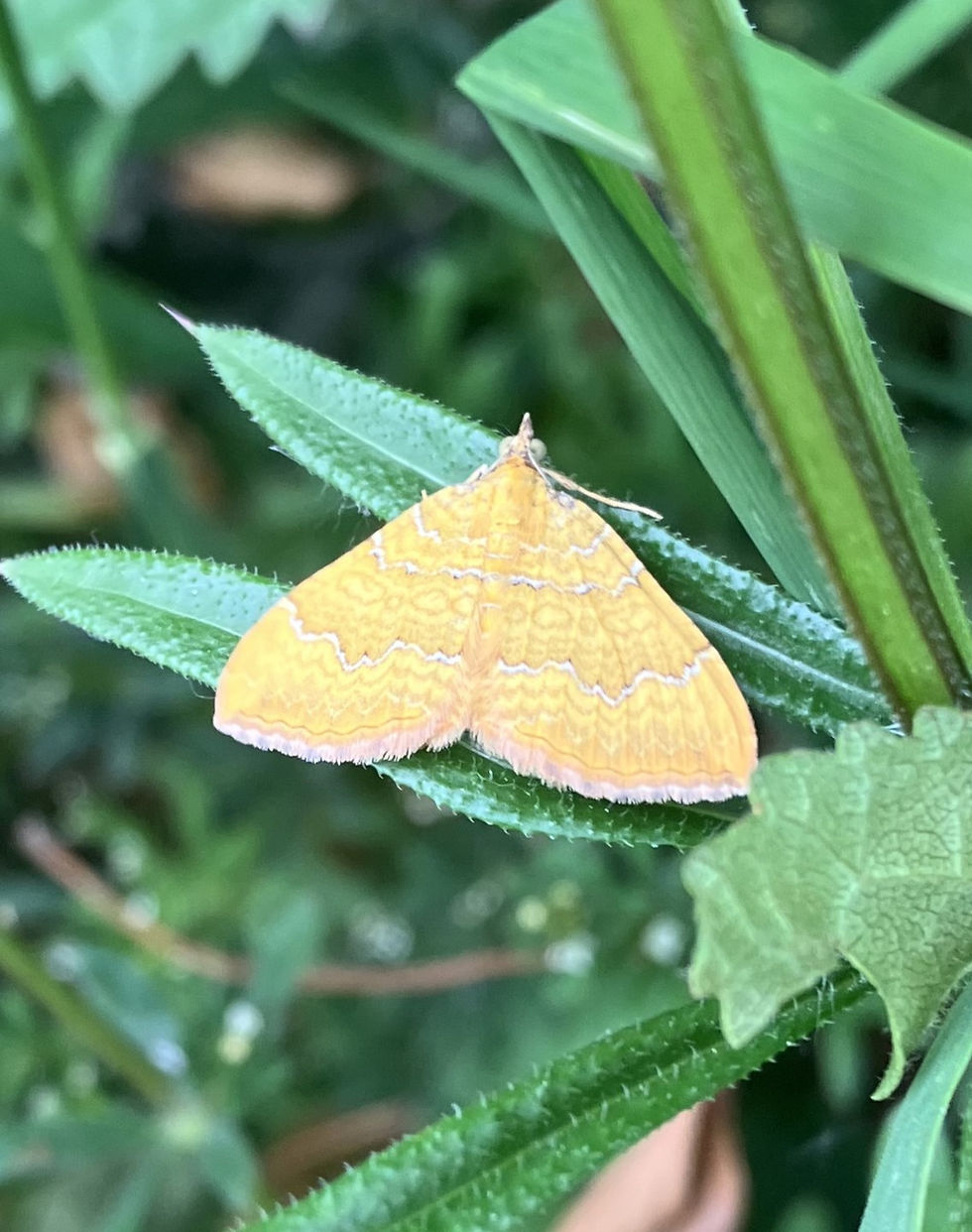 Yellow Shell moth