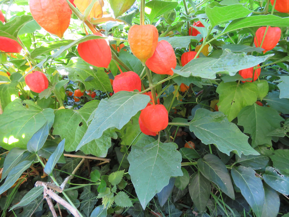 Physalis alkekengi