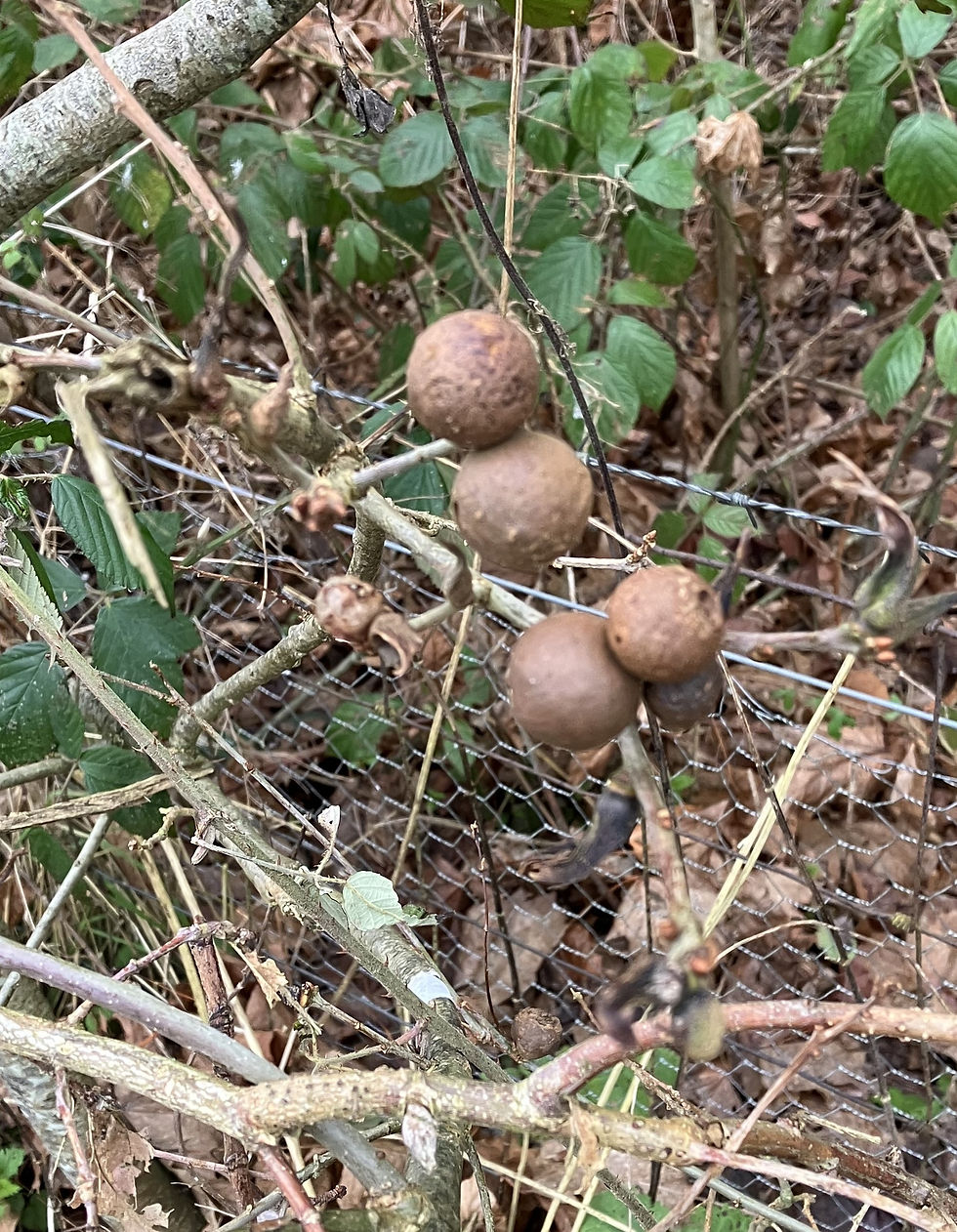 Oak apple galls